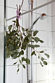 Close-up of eucalyptus hanging on steel rod in shower