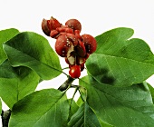 Close-up of red magnolia on branch