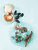 Variety of shells on ice