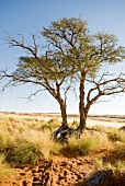 Namibia, Baum in der Steppe, Sträucher, Sand