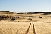 Namibia, Steppe, abgestorbene Bäume, Hügel