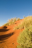 Namibia, Wüste, roter Sand, X 