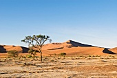 Namibia, Namib-Wüste, Sossusvlei, Baum