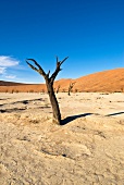 Namibia, Namib-Wüste, Sossusvlei, Salzwüste, abgestorbene Akazie