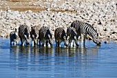 Namibia, Zebras trinken am Wasserloch