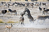 Namibia, Herde Zebras im Busch, Kampf