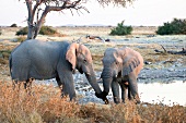 Namibia, Zwei Elefanten am Wasserloch