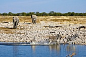 Namibia, Zebras und Elefanten am Wasserloch