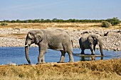 Namibia, Elefanten am Wasserloch, X 