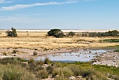 Namibia, Oryxantilopen im Busch am Wasserloch