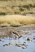 Namibia, Oryxantilope im Busch am Wasserloch