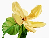 Close-up of magnolia campbellii flower on white background