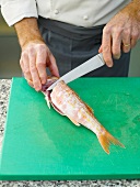 Filleting red mullet by knife on chopping board