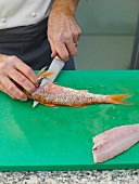 Filleting red mullet by knife on chopping board