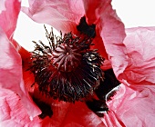 Close-up of red poppy flower on white background