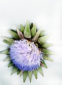 Close-up of artichoke flower on white background