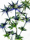 Close-up of holly thistle on white background