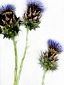 Close-up of small artichokes on white background