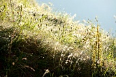 Close-up of grass in meadow in Murradweg, Styria, Austria