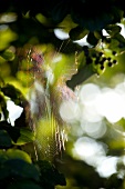 Close-up of spider web in tree, Styria, Austria