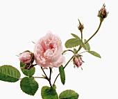 Close-up of rose with buds on white background