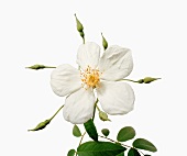 Close-up of la mortola rose on white background