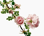 Close-up of pink roses with buds and leaves on white background