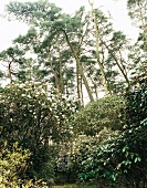 View of rhododendron plant