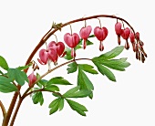 Lamprocapnos spectabilis on white background