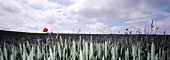 Panaromice view of wheat field with poppy in Stralsund, Western Pomerania, Germany