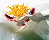 Name: XUE LIAN (Lotus, weiß und purpur), Gansu-Hybride