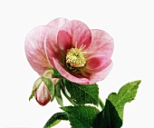 Close-up of red helleborus orientalis hybrids on white background
