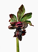 Name: Helleborus orientalis-Hybride, Knospe