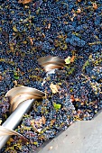 Frische Weintrauben bei Siena, close-up