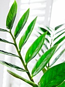 Close-up of arum fern of zanzibar gen on white background