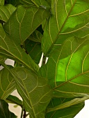 Close-up of leaves of ficus lyrata