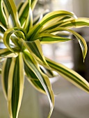 Close-up of leaves of dragon tree