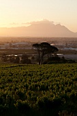 Südafrika, Kapstadt, Blick über die Winelands im Abendlicht