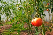 Close-up of tomato on bush at Okohof Kuhhorst, Brandenburg