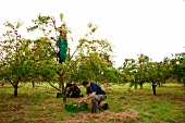 Workers harvesting apples at field in Brandenburg, Berlin, Germany