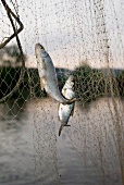 Close-up of white fish caught in net
