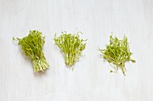 Three bunches of pea sprouts on white background