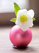 Close-up of pink Christmas ball with white Christmas rose