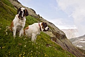 Two Saint Bernards in Great St. Bernard Pass, Valais, Switzerland