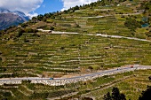 View of vineyards on steep slope at Wallis