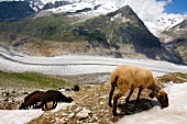Sheep in Aletsch Glacier, Valais, Switzerland
