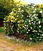View of overgrown shrub rose