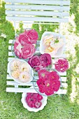 Frisch gepflückte pinkfarbene & weiße Rosenblüten für Rosenkonfitüre auf Gartenstuhl