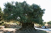 View of old olive tree in Crete, Greece