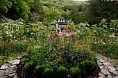 Boxwood, red dahlias, spider flowers and verbenas in kitchen garden